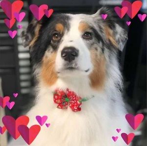 Meet your Posher, Dale ann